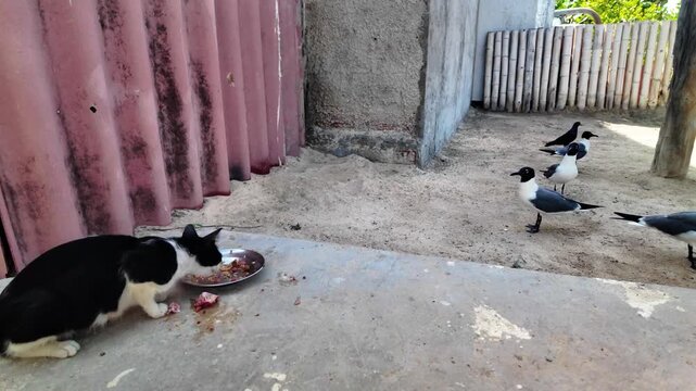 Cat approaches food dish, causing seagulls to retreat in a sandy outdoor yard
