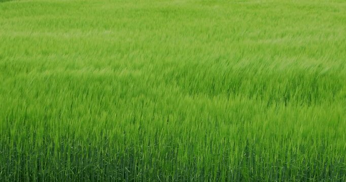 風に揺れる大麦