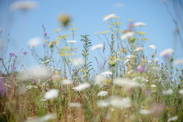 Heimische Wildkräuter und Wildblumen auf einer artenreichen Sommerwiese. Natürlicher Lebensraum für Insekten und Bestäuber mit sanfter Unschärfe. © tanja_riedel