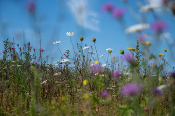 Naturnahe Blumenwiese mit Wilder Karotte, Flockenblume und Kornblume. Blühende Wildpflanzen fördern Artenvielfalt und Bestäuber im Sommer. © tanja_riedel