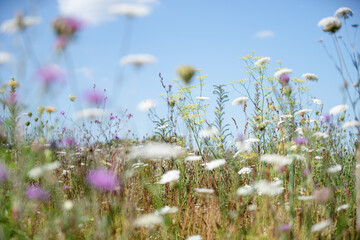 Sommerliche Wildkräuterwiese mit heimischen Blütenpflanzen. Artenreiche Insektenwiese als natürlicher Hintergrund für Biodiversität und Naturschutz. © tanja_riedel