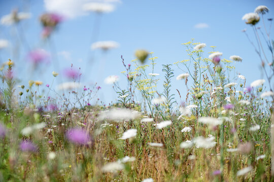 Sommerliche Wildkr&auml;uterwiese mit heimischen Bl&uuml;tenpflanzen. Artenreiche Insektenwiese als nat&uuml;rlicher Hintergrund f&uuml;r Biodiversit&auml;t und Naturschutz.