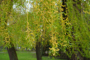 Branchlets of weeping willow with yellow catkins and young leaves in mid April © Anna