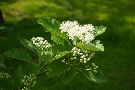 Shoot of Sorbus aria with white flowers in mid May