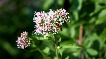 Honeybee collects nectar on pink hemp-agrimony flowers in summer garden. Fluffy wild blooms of Eupatorium cannabinum attract beneficial insects and vital pollinators into sunny backyard. © R_Yosha