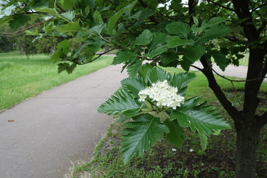 Sorbus aria tree with white flowers in mid May