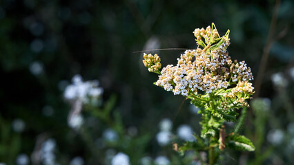 Yarrow flowers host green katydid insect outdoors. Bright white achillea millefolium inflorescence blooms in wild summer meadow, supporting long-horned grasshopper from tettigoniidae family. © R_Yosha