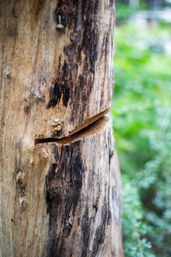Close up of tree trunk with cut mark and blurred background