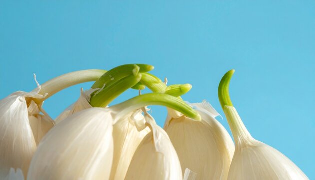 Fresh garlic cloves with green sprouts against a blue background vegetable ingredient aromatic agriculture foodstuff