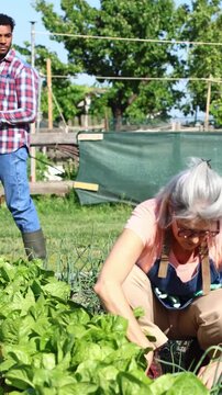 Group of diverse farmers working in organic vegetable patch
