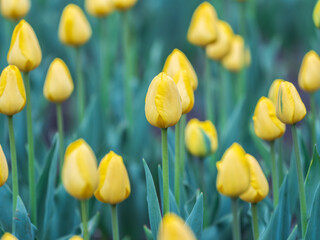 Obraz premium Colorful yellow tulips blossom in spring garden