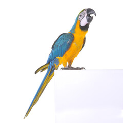 Blue-and-yellow macaw in studio © cynoclub