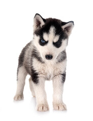 puppy siberian husky © cynoclub