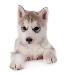 puppy siberian husky © cynoclub