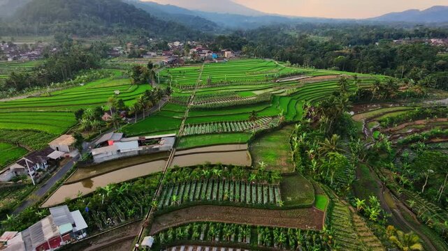 aerial view rice terraces in bali
