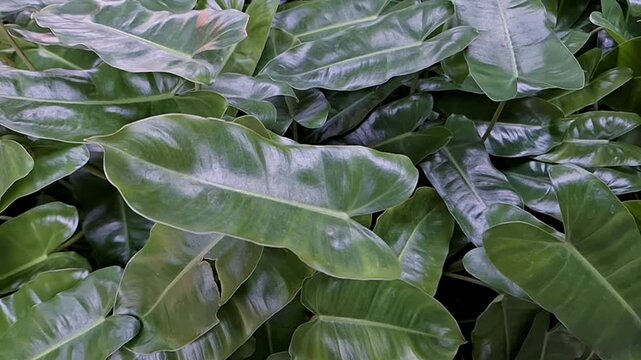 Close-up view of the tropical green leaves of a Philodendron in natural daylight.