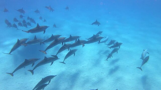 Gro&szlig;e Gruppe von Delfinen schwimmt gemeinsam unter Wasser