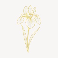 Obraz premium Elegant golden iris illustration.