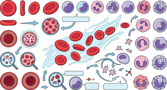 Human blood cells science infographic vector set with red blood cells white blood cells platelets and microscopic vessel views