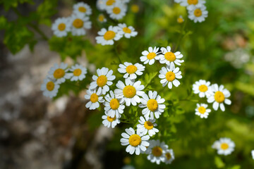 Obraz premium A close up shot of vibrant daisy like flowers blooming over lime green and chartreuse foliage of a golden feverfew shrub in a sunlit garden - latin name - Tanacetum parthenium Aureum