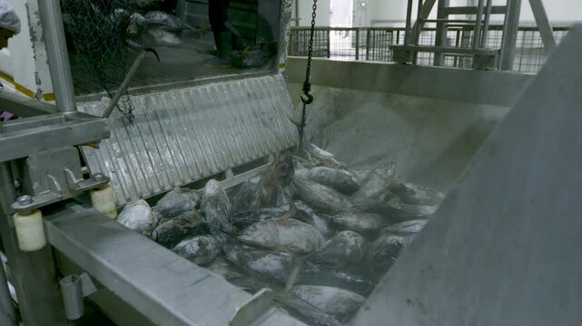 Frozen Tuna Dumped into Large Stainless Steel Hopper Cold Steam Rising