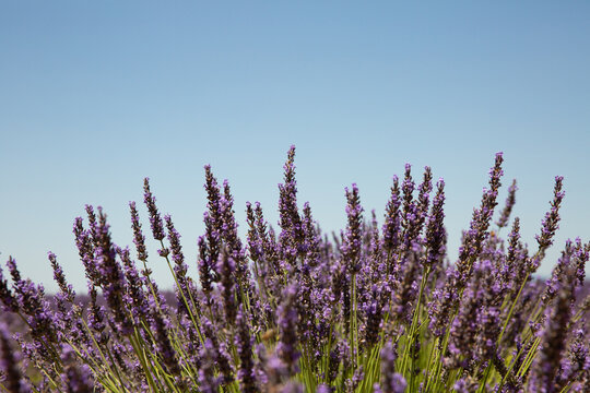 Lavandes en fleurs en gros plan au premier plan dans un champ et ciel bleu en arri&egrave;re plan, &eacute;t&eacute;