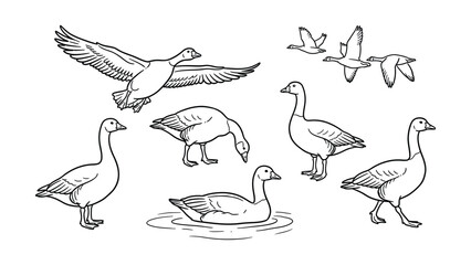 Illustrations of geese in various flying swimming and walking poses © vectbhuiyan
