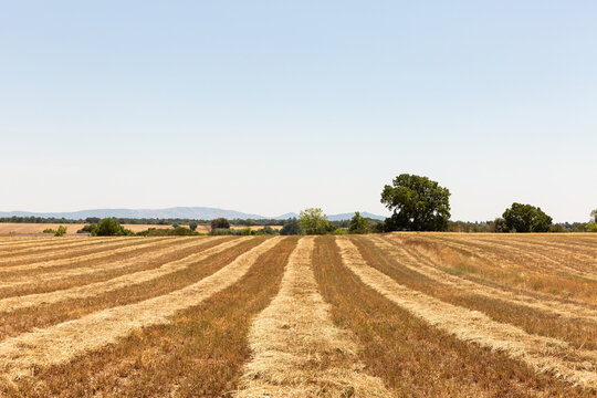 Grand champ de bl&eacute; coup&eacute;, sillons de paille parall&egrave;les vue de face, horizon avec des arbres, des collines et un ciel bleu en arri&egrave;re plan, paysage de campagne, Provence, sud de la France
