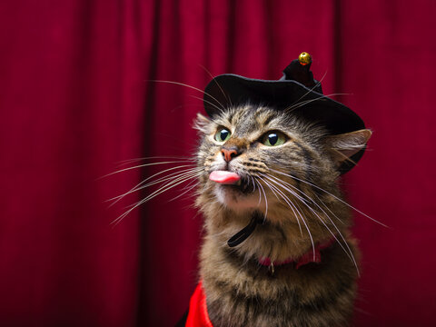 Tabby Cat Wearing Black Witch Hat Sticking Out Tongue on Red Background for Halloween
