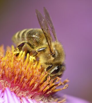 Honey bee (Apis mellifera) sitting on aster (Aster), sucking up nectar, Baden-W&uuml;rttemberg, Germany
