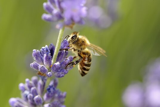 Honey bee (Apis) on Lavender (Lavandula angustifolia)