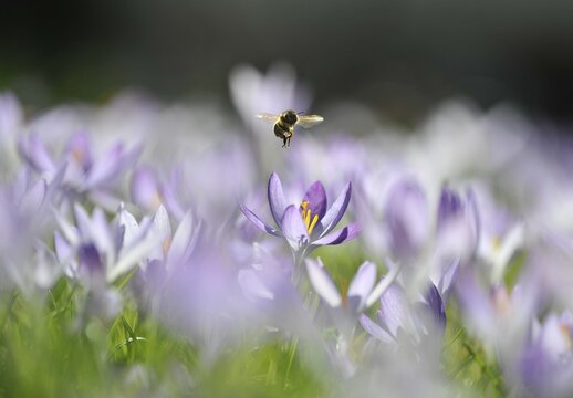 Purple Crocus (Crocus) and a Honey Bee (Apis mellifera)