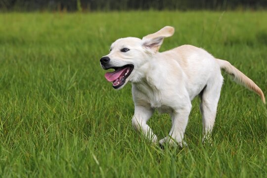 Golden Retriever (Canis lupus familiaris) puppy, three months, running across a meadow