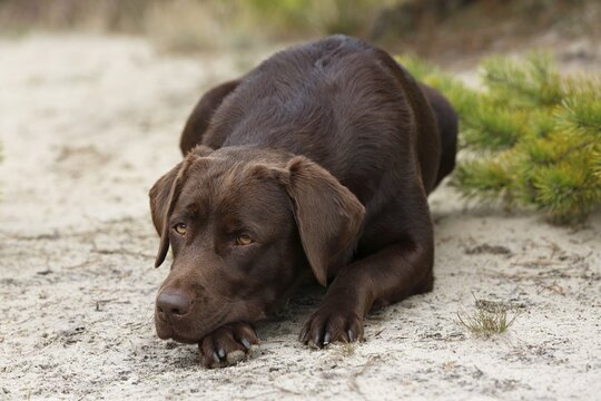 Brown Labrador Retriever (Canis lupus familiaris), bitch bored, dogsrasse, Schleswig-Holstein, Germany