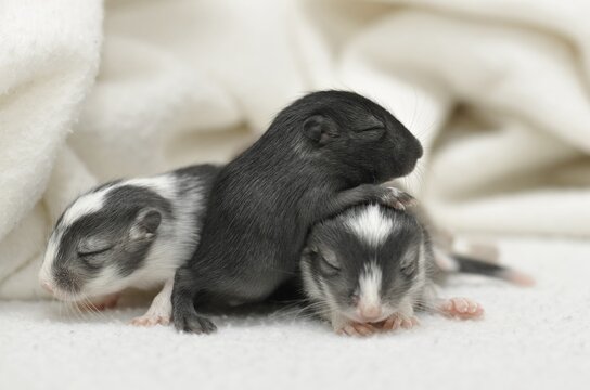 Mongolian Jirds or Mongolian Gerbils (Meriones unguiculatus) young, 2 weeks