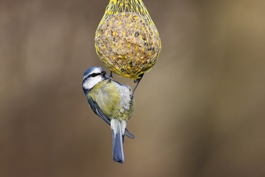 Blue tit (Parus caeruleus) hanging on a fat ball, bird feeding in winter, Schleswig-Holstein, Germany