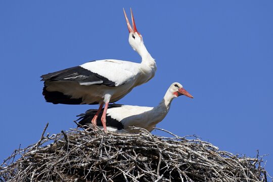 White storks (Ciconia ciconia), breeding pair in nest clatters in greeting, stork village R&uuml;hst&auml;dt, Brandenburg, Germany