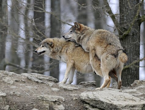 Mackenzie Wolf, Canadian wolf, Timber wolf (Canis lupus lycaon), mating, rut