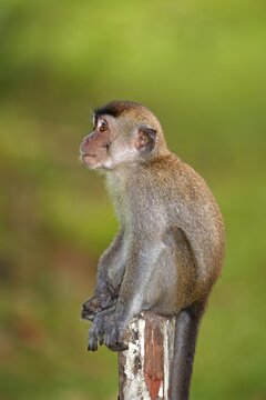 Crab-eating Macaque (Macaca fascicularis), young sitting on a pole, Bako National Park, Sarawak, Borneo, Malaysia