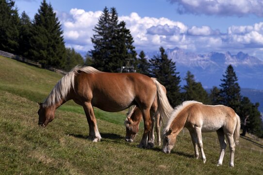 Haflinger horses with foal (Equus ferus caballus) on the pasture, mountain meadow, behind mountain range of the rose garden, Dolomites, Vigiljoch near Lana, South Tyrol, Autonomous Province of Bolzano, Italy