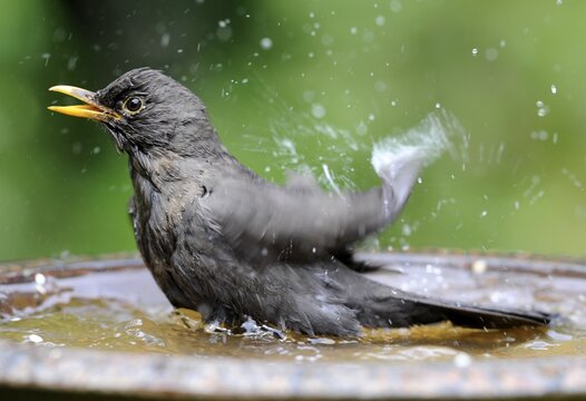 Blackbird, Common Blackbird or Eurasian Blackbird (Turdus merula), female bathing