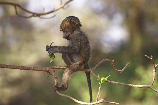 Anubis or olive baboon (Papio anubis), juvenile sitting on branch, Lake Manyara National Park, Tanzania