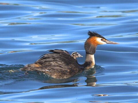 Great Crested Grebe (Podiceps Scalloped ribbonfish) swimming in the water with chicks on its back. Shetland, Shetland Islands, Scotland, Great Britain