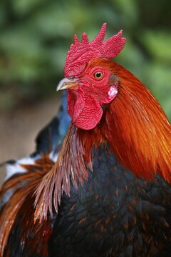 Domestic cock (Gallus gallus domesticus), animal portrait, Germany