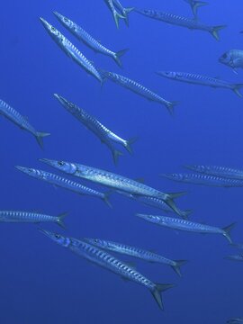 School of fish, group, school of barracuda (Sphyraena sphyraena) in the Mediterranean Sea near Hy&egrave;res. Dive site Giens Peninsula, C&ocirc;te d'Azur, France
