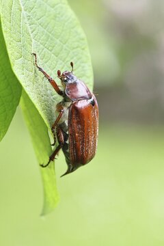May beetle, wood cockchafer (Melolontha hippocastani), female, on leaf of a willow (Salix caprea), close-up, Wilnsdorf, North Rhine-Westphalia, Germany