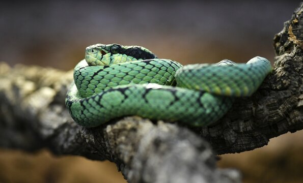 Sri Lankan green pit viper, also Ceylon pit viper or pala polonga (Trimeresurus trigonocephalus) rolled up on branch, captive