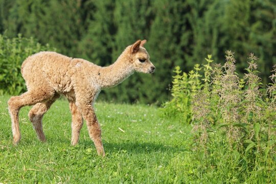 A newly born white alpaca (Vicugna pacos) stands in a green meadow on a sunny day. A green forest can be seen in the background