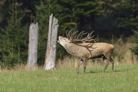 Red deer (Cervus elaphus) during the rutting season, a large stag roaring in a forest clearing, wildlife, Sauerland, North Rhine-Westphalia, Germany