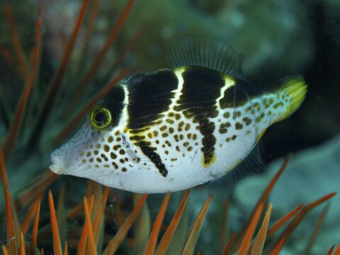A black and white spotted mimicry filefish (Paraluteres prionurus) in a reef with orange-coloured spines of a crown of thorns (Acanthaster planci), dive site Spice Reef, Penyapangan, Bali, Indonesia